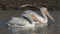 American Pelicans Swim